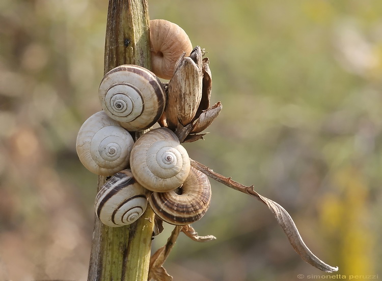 Carellata di Gasteropoda